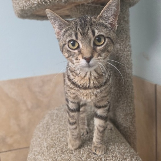 BAYLA - Domestic Shorthair / Mix available for adoption