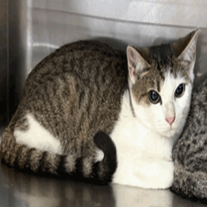 REUBEN (663202) - Domestic Shorthair available for adoption