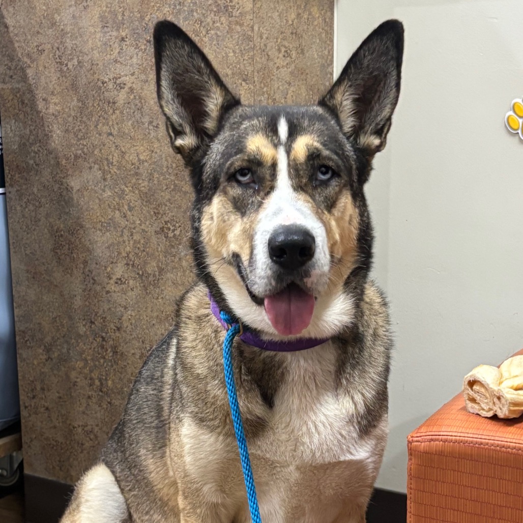 ESKO - Akita / Mixed Breed (Large) available for adoption