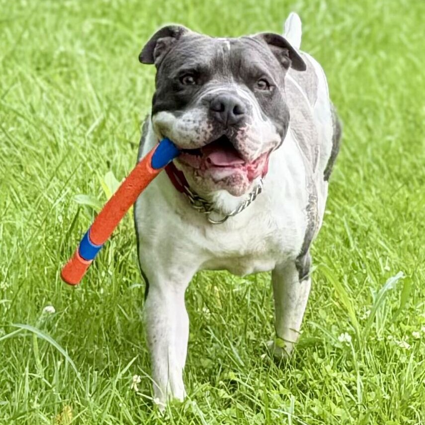 ZAZU - Bulldog, American / Mixed Breed (Large) for adoption in Dayton