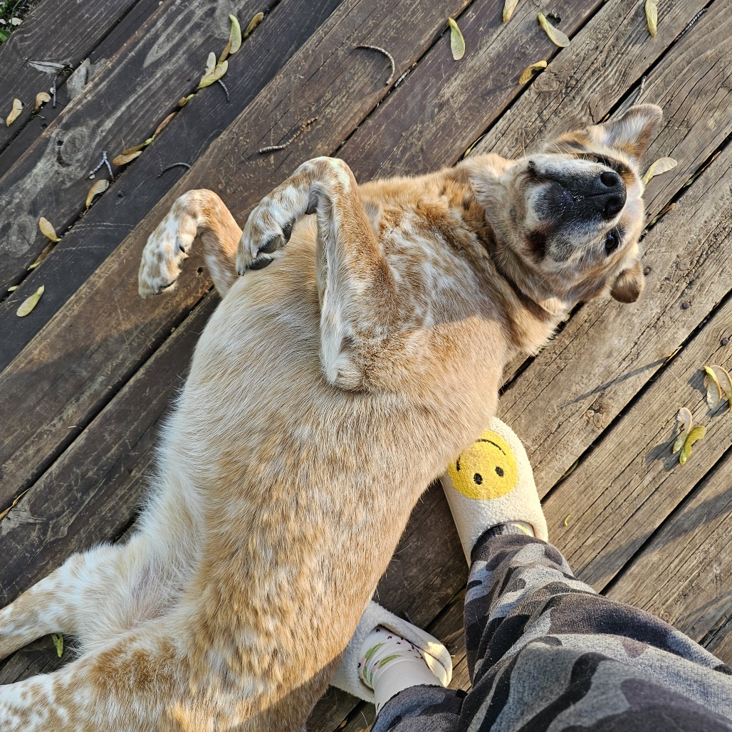 Buddy D11099