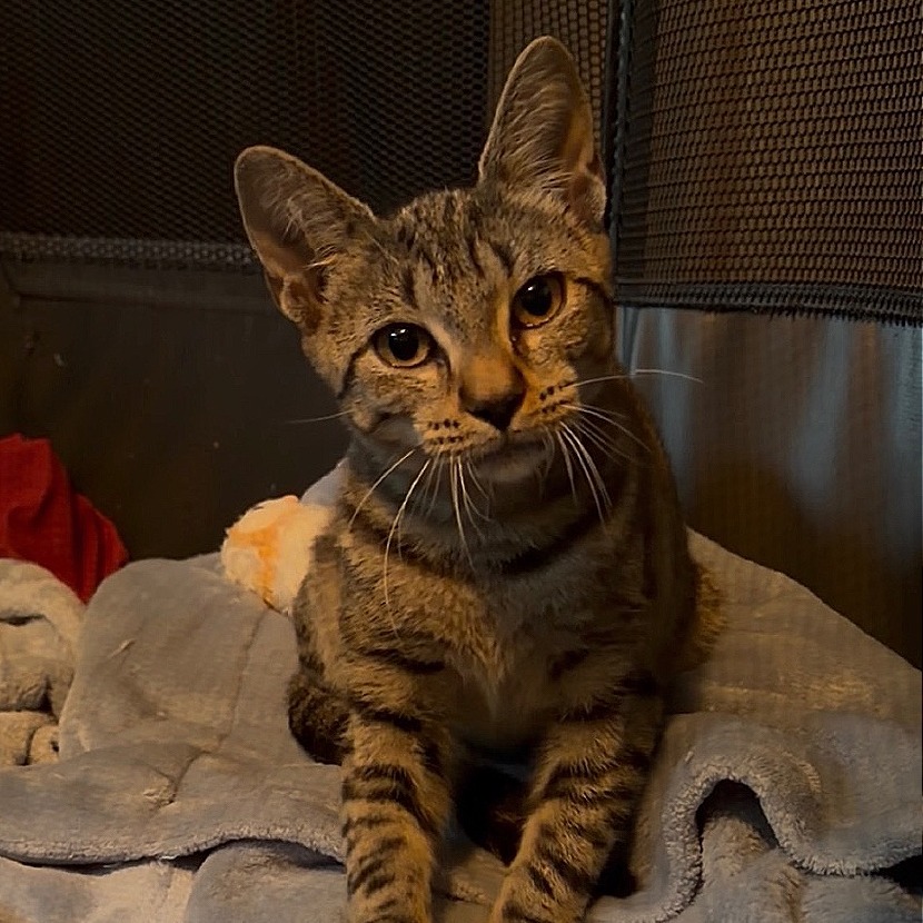 AUTUMN HOYA - Domestic Shorthair / Domestic Shorthair available for adoption