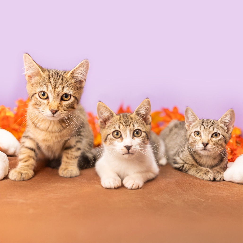 Marley — thumbnail 5