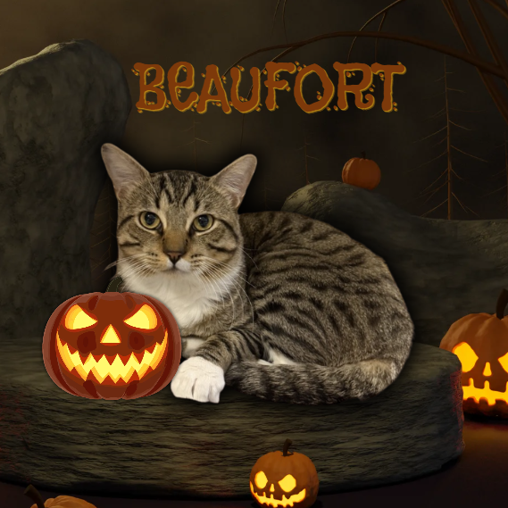 BEAUFORT - Domestic Shorthair available for adoption