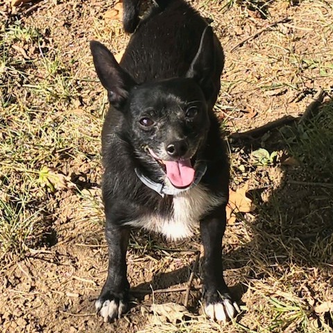 Houdini, photo 7