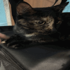 MERTLE (662193) - Domestic Shorthair available for adoption