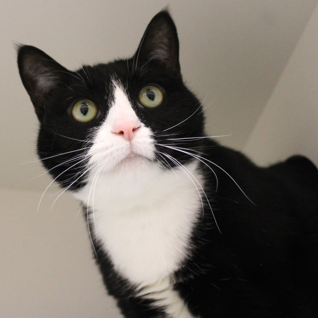 Bella — thumbnail 2