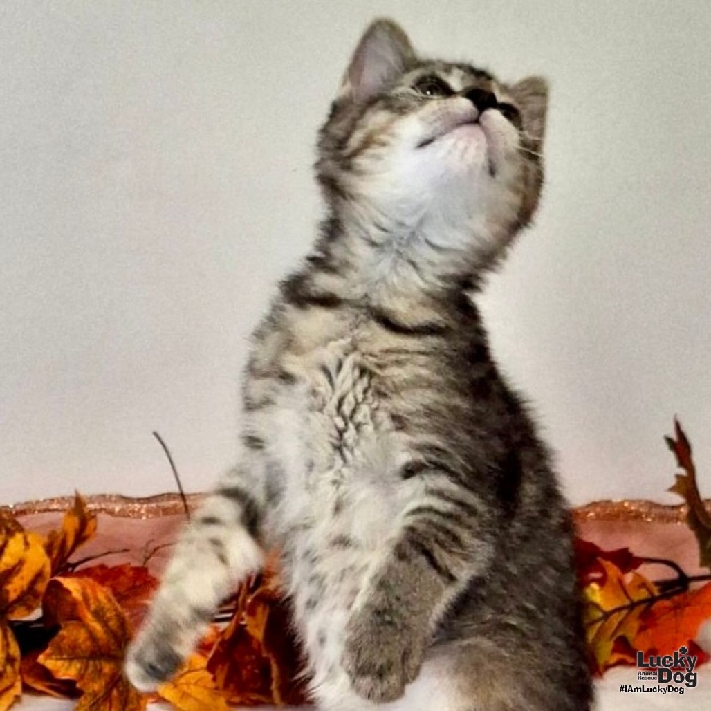 BOPEEP - Domestic Shorthair available for adoption