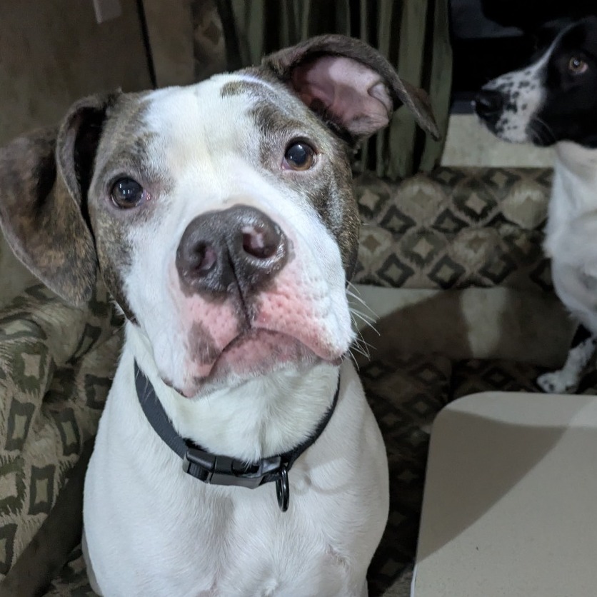 EMERALD - Mixed Breed (Large) for adoption in Vancouver