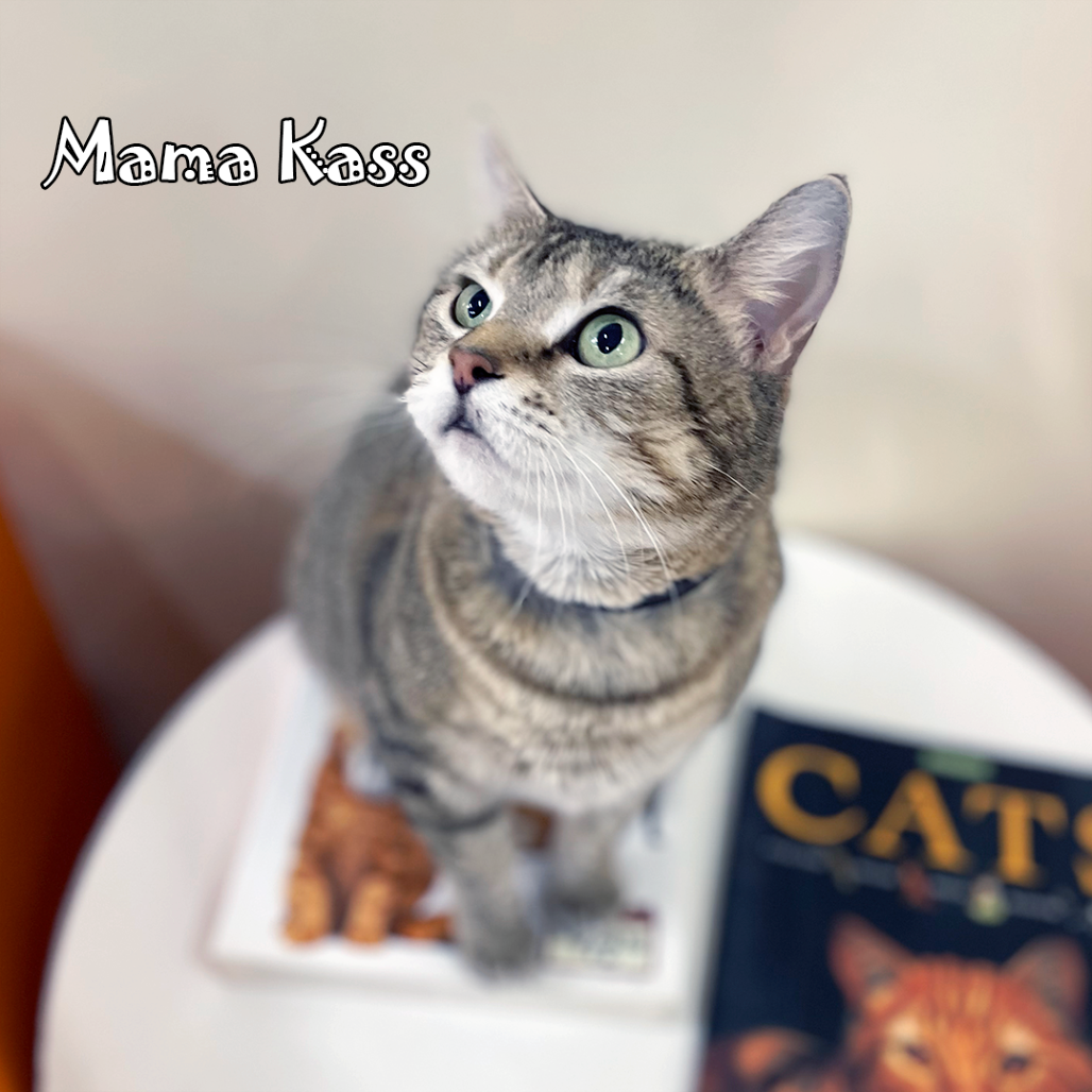 Mama Kass, an adoptable cat