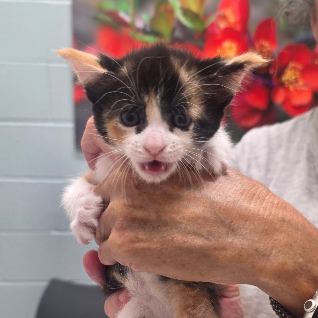 AUTUMN - Domestic Shorthair available for adoption