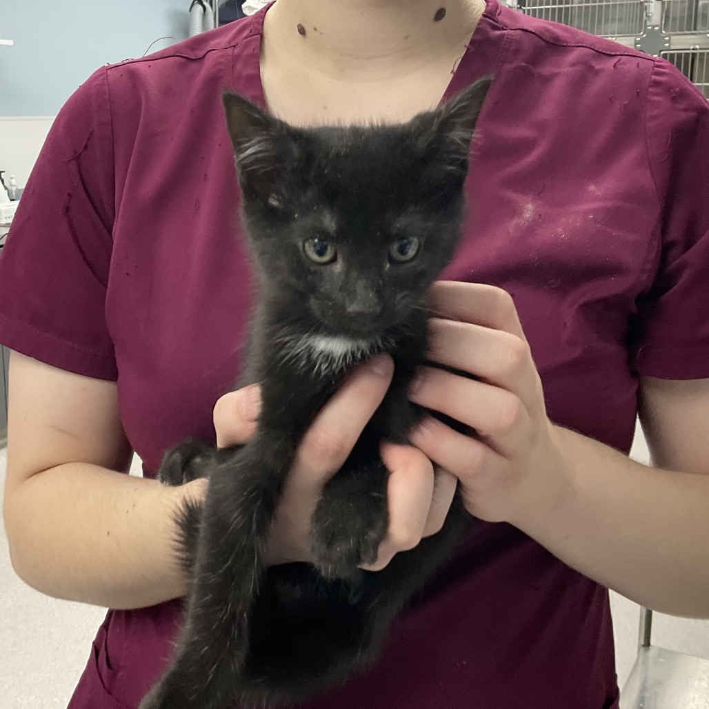SWATCH - Domestic Shorthair available for adoption