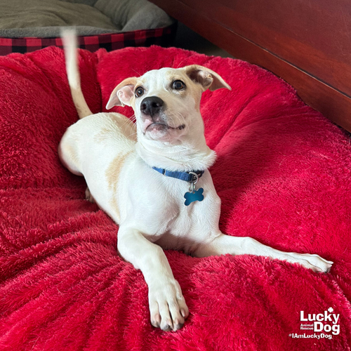 MR. HUCKLEBERRY - Retriever, Labrador / Mix available for adoption