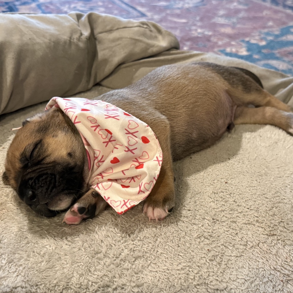 Woodstock — thumbnail 4