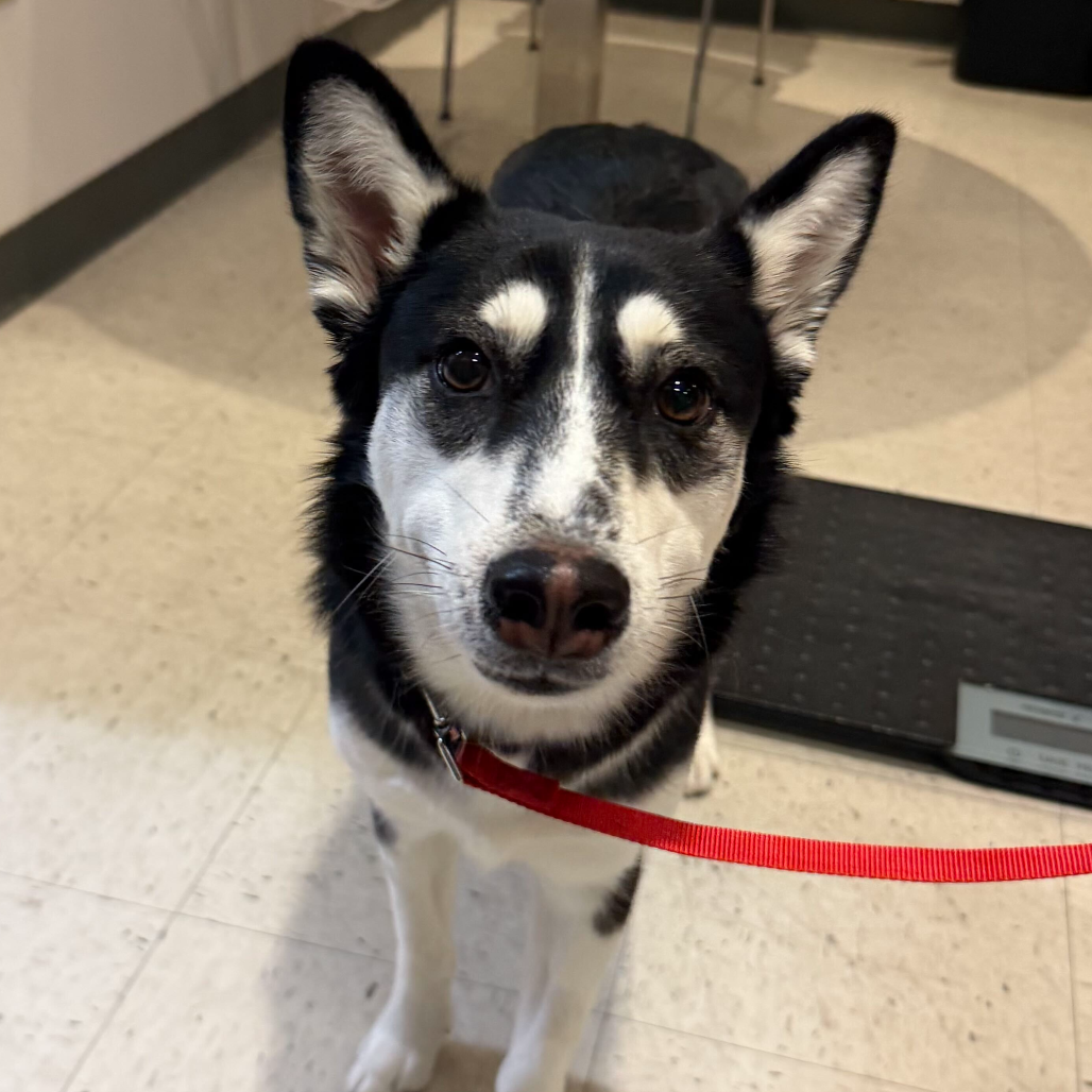 DALLAS - Husky available for adoption