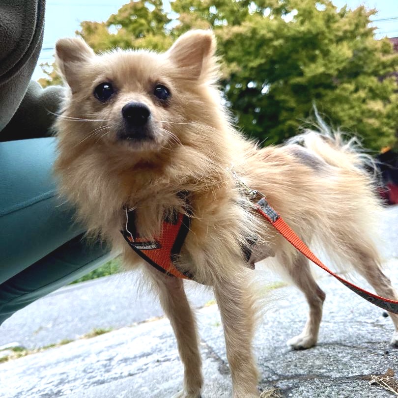 Bocce — thumbnail 4