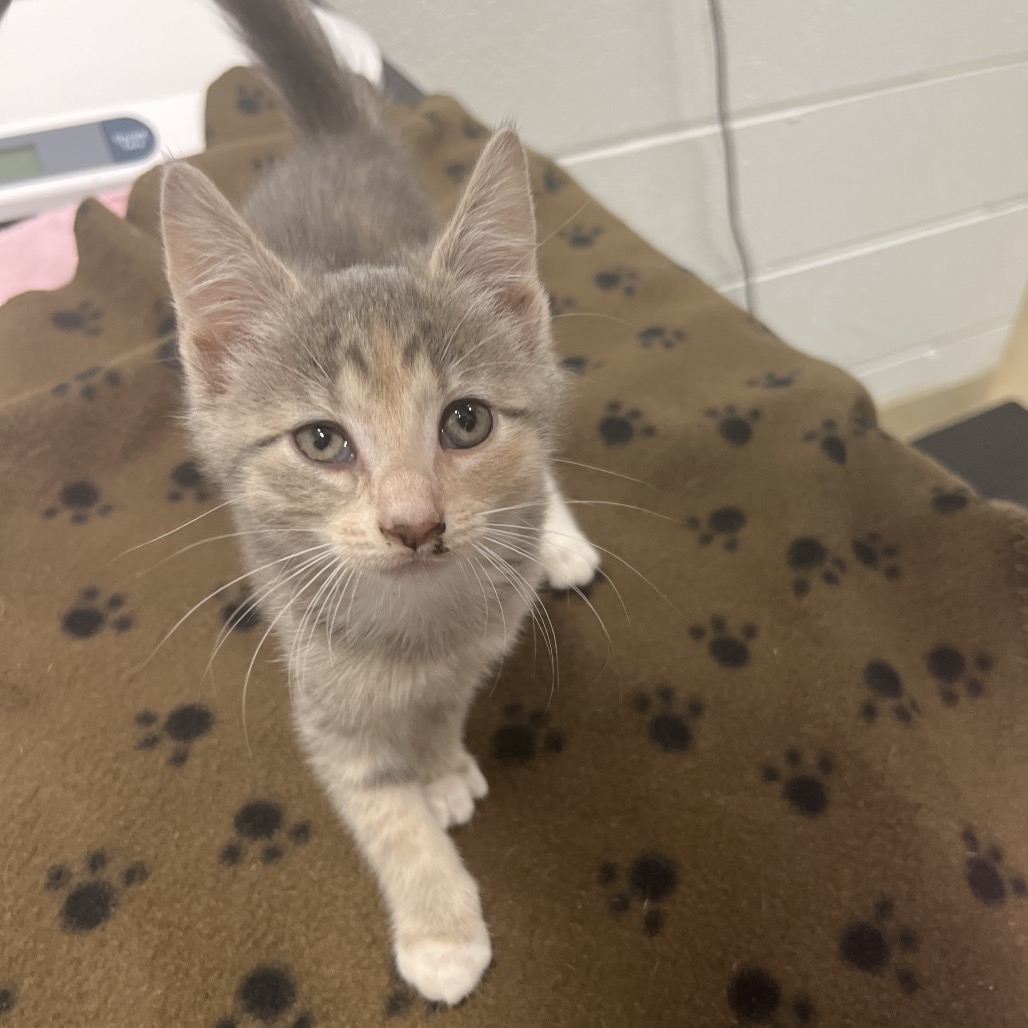 CHIA - American Shorthair available for adoption