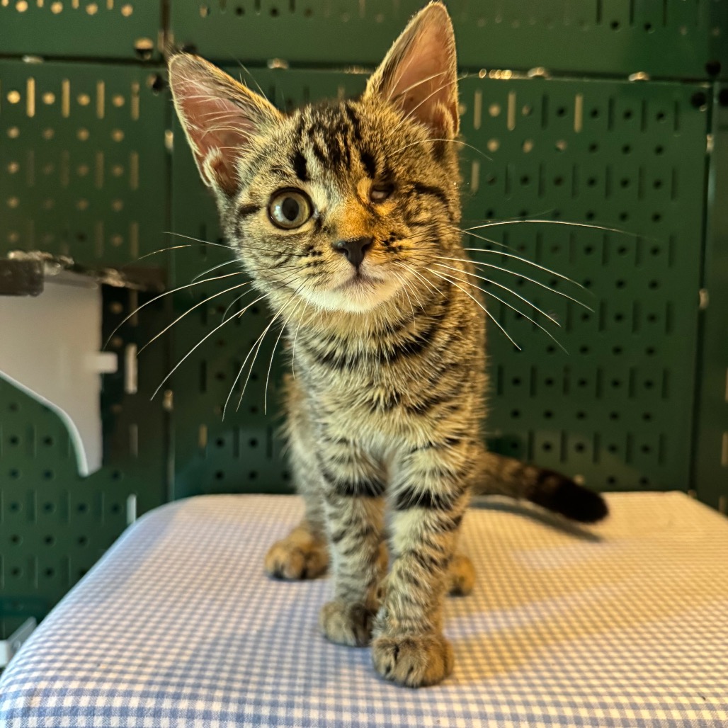 RUBY JUNE - Domestic Shorthair available for adoption