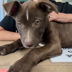 Kennel#5's preview photo