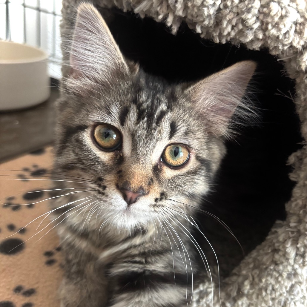 LAVERN - Domestic Shorthair available for adoption