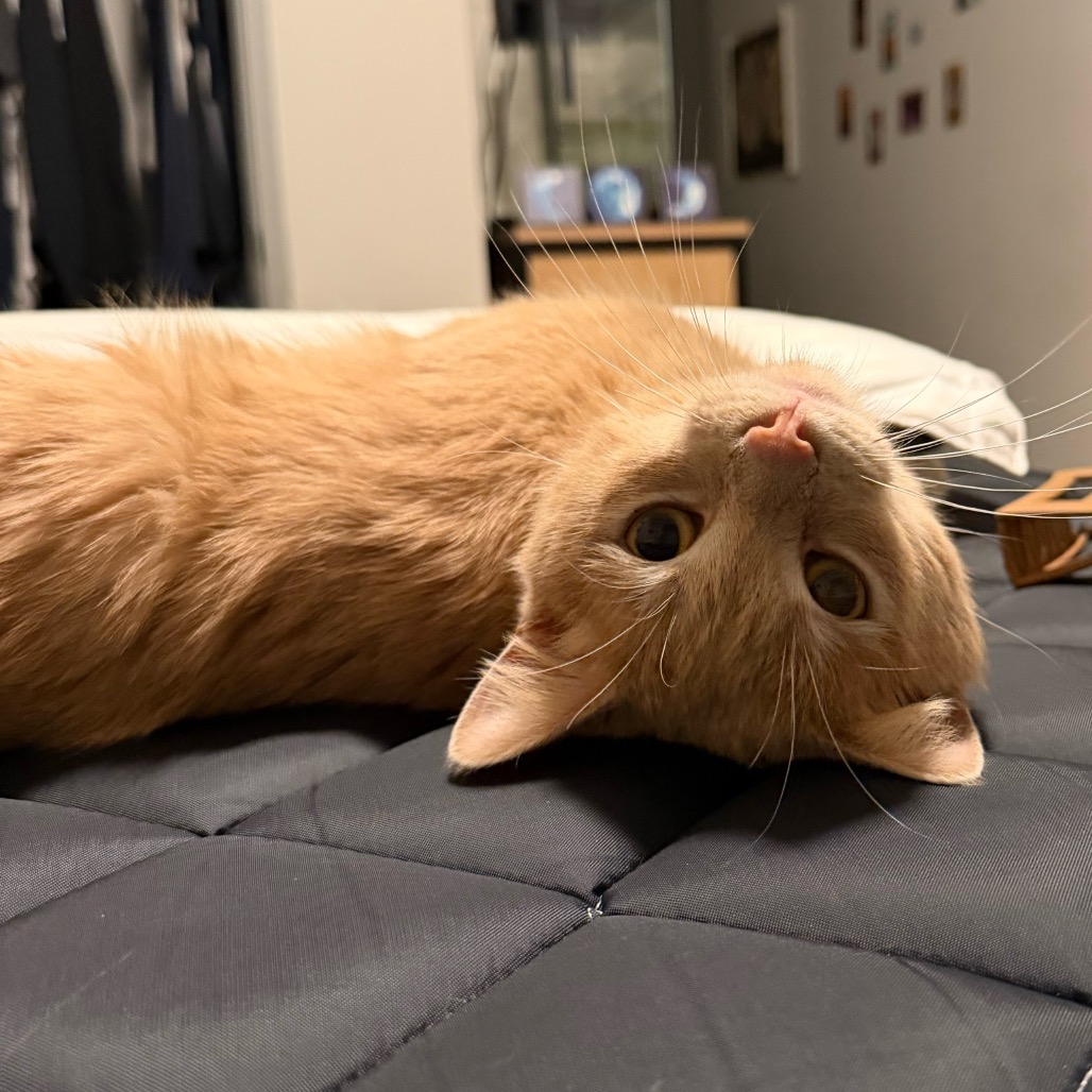 Yowie — thumbnail 4