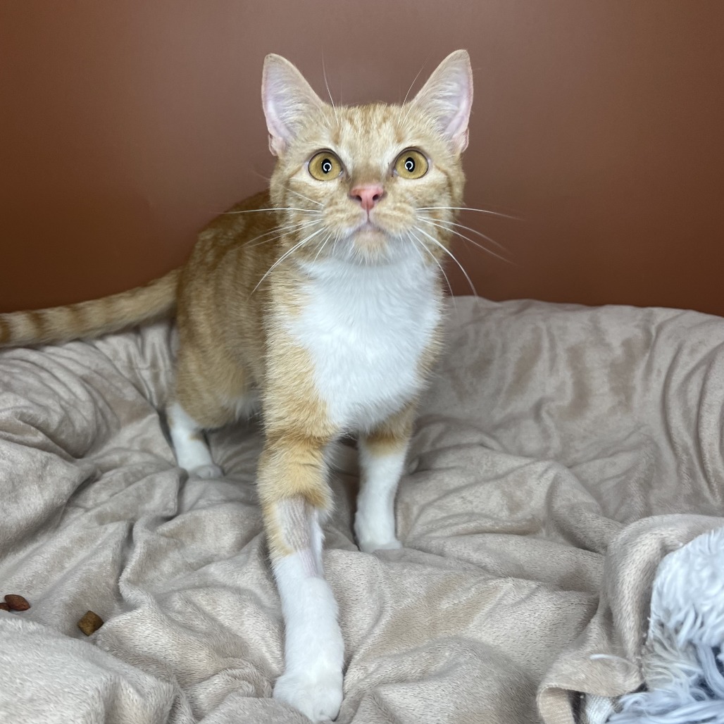LIVY - Domestic Shorthair available for adoption