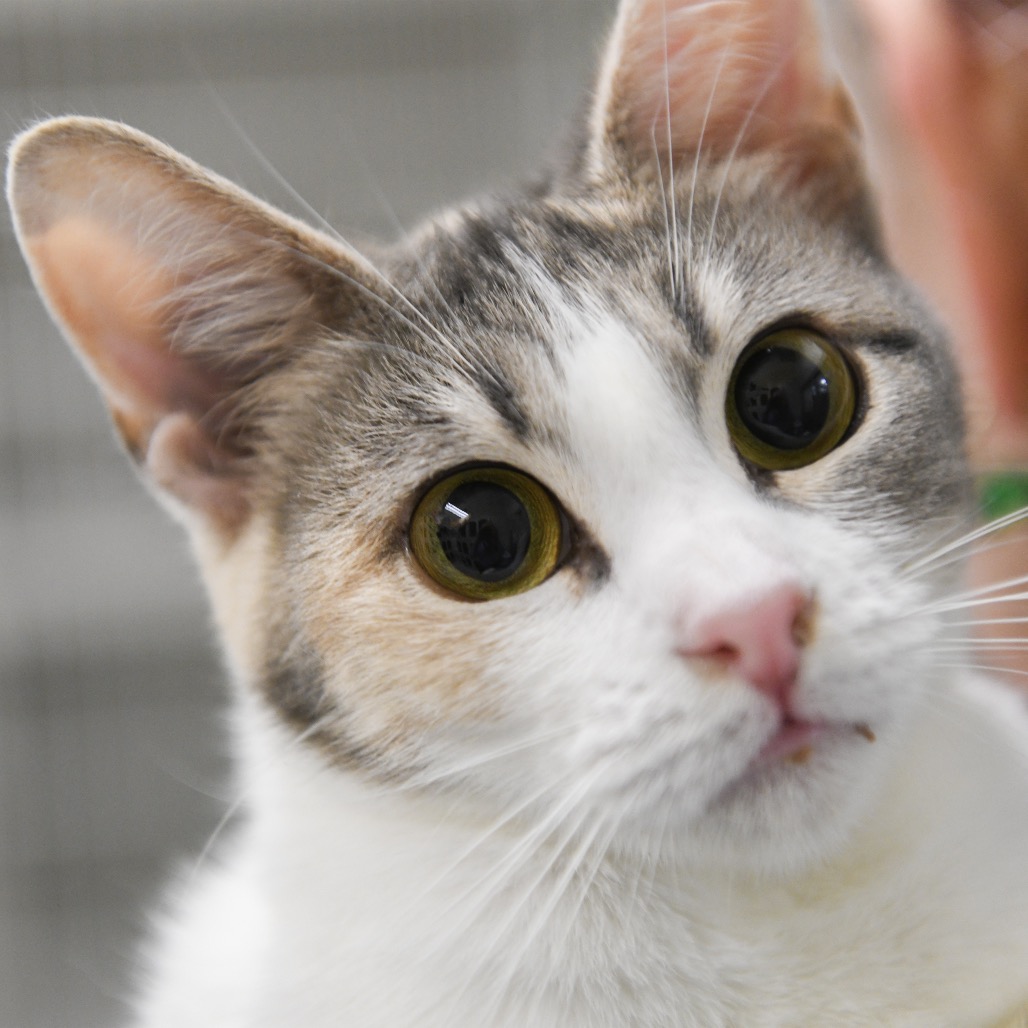 Junebug - Domestic Shorthair