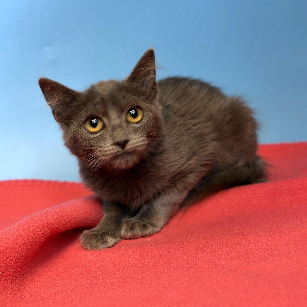 TORI - Domestic Shorthair available for adoption