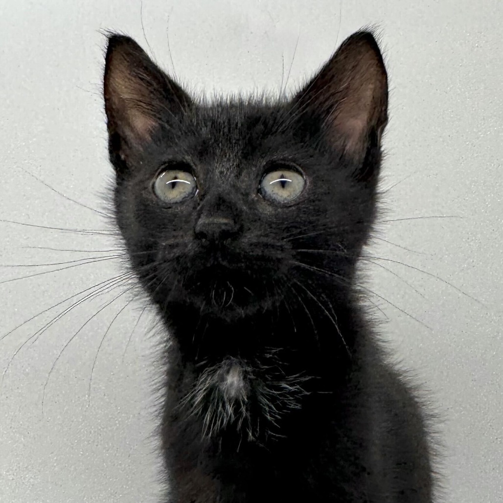 VIOLET (BONDED TO MIKE TEAVEE) - Domestic Shorthair available for adoption