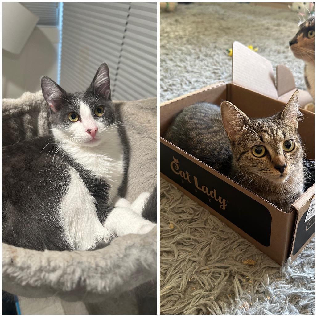 LEONARD & PENNY - Domestic Shorthair for adoption in Silver Spring