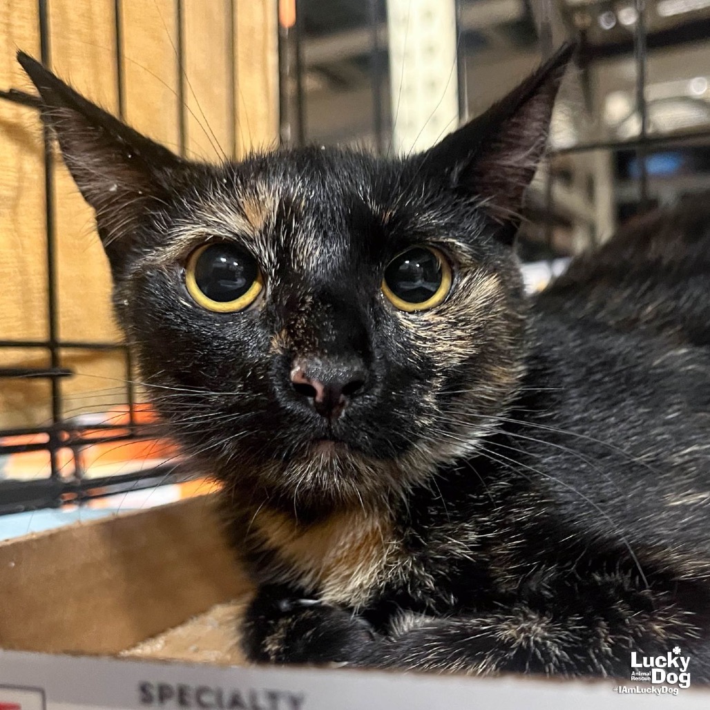 REESE CUP - Domestic Shorthair available for adoption