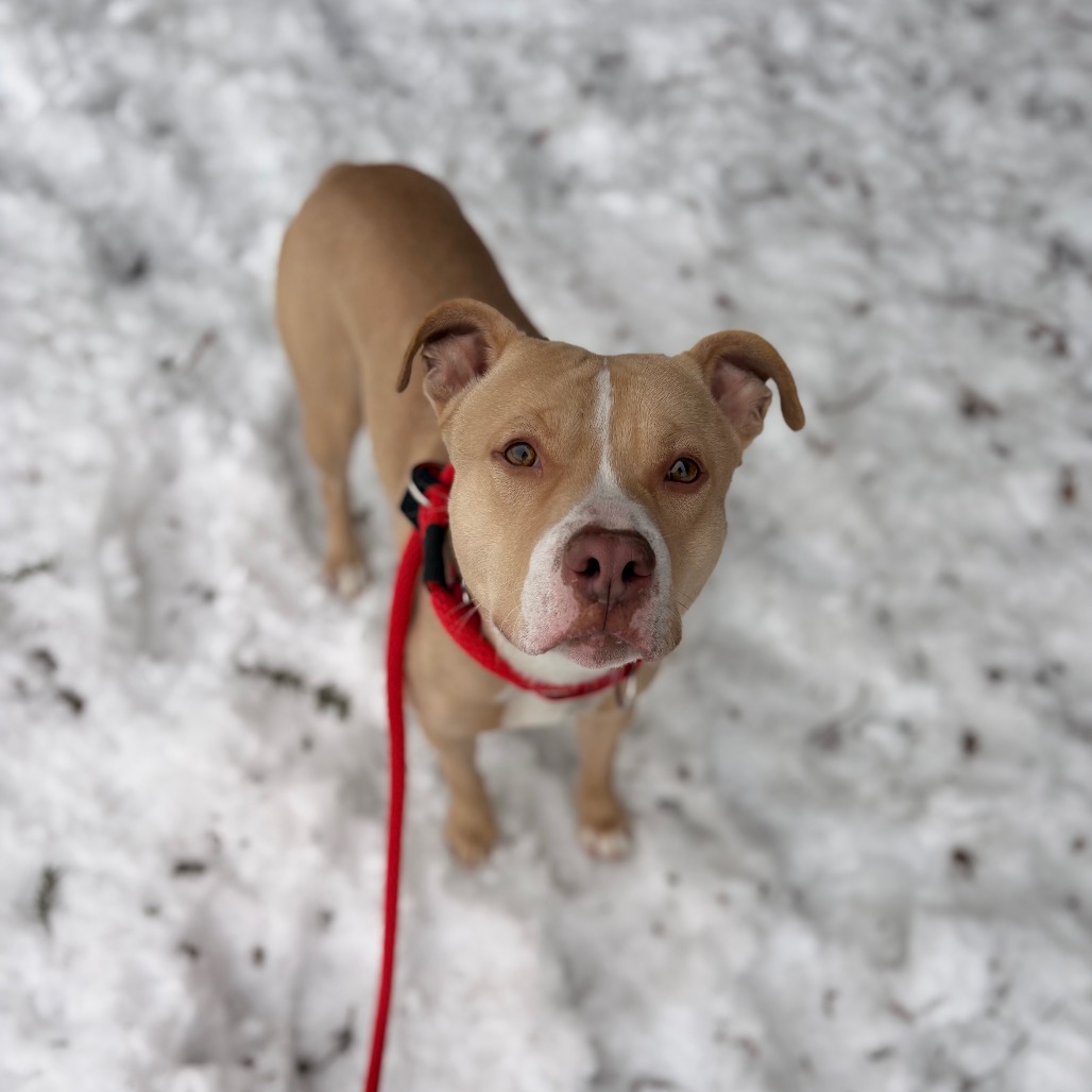 Aspen — thumbnail 3