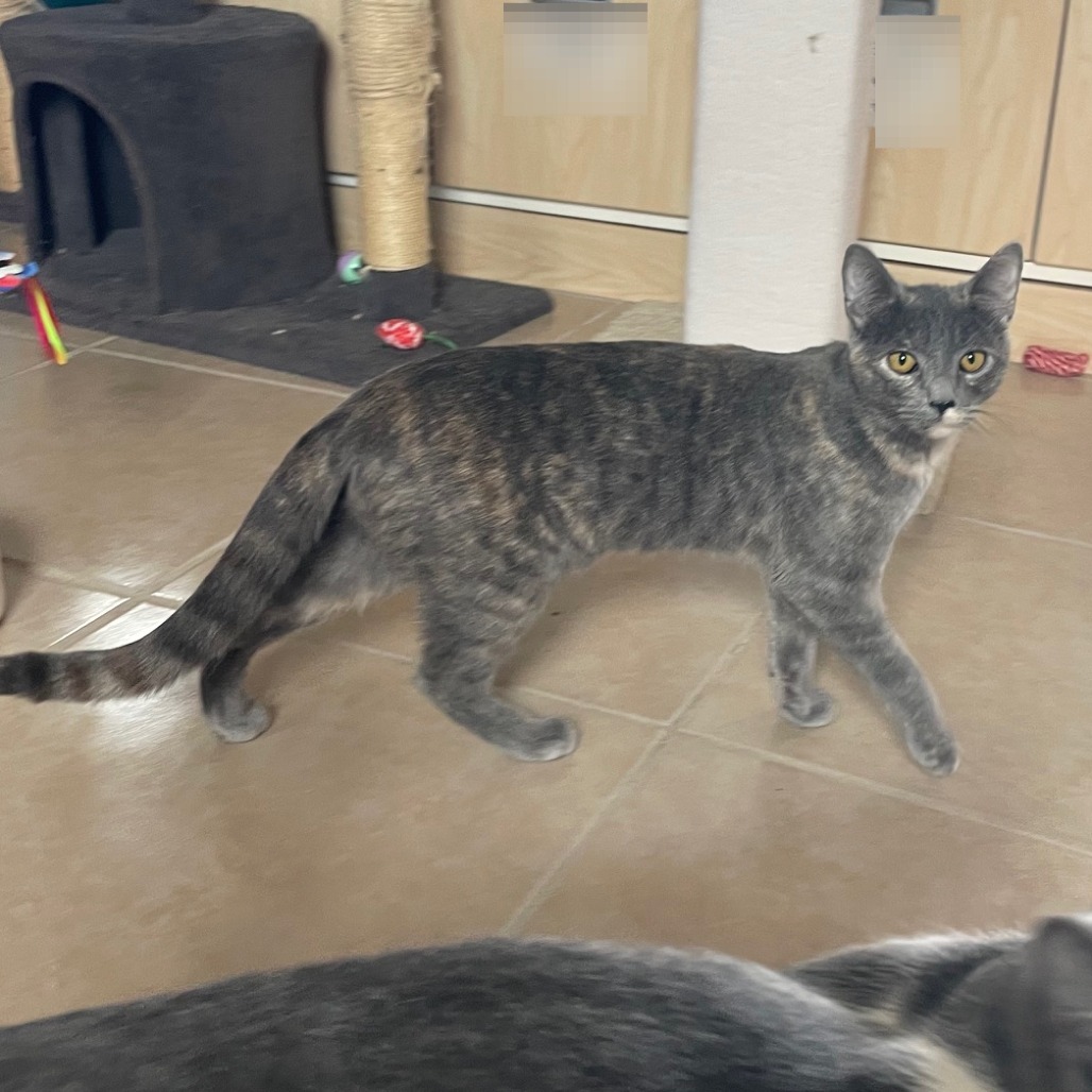 Bobbie — thumbnail 3