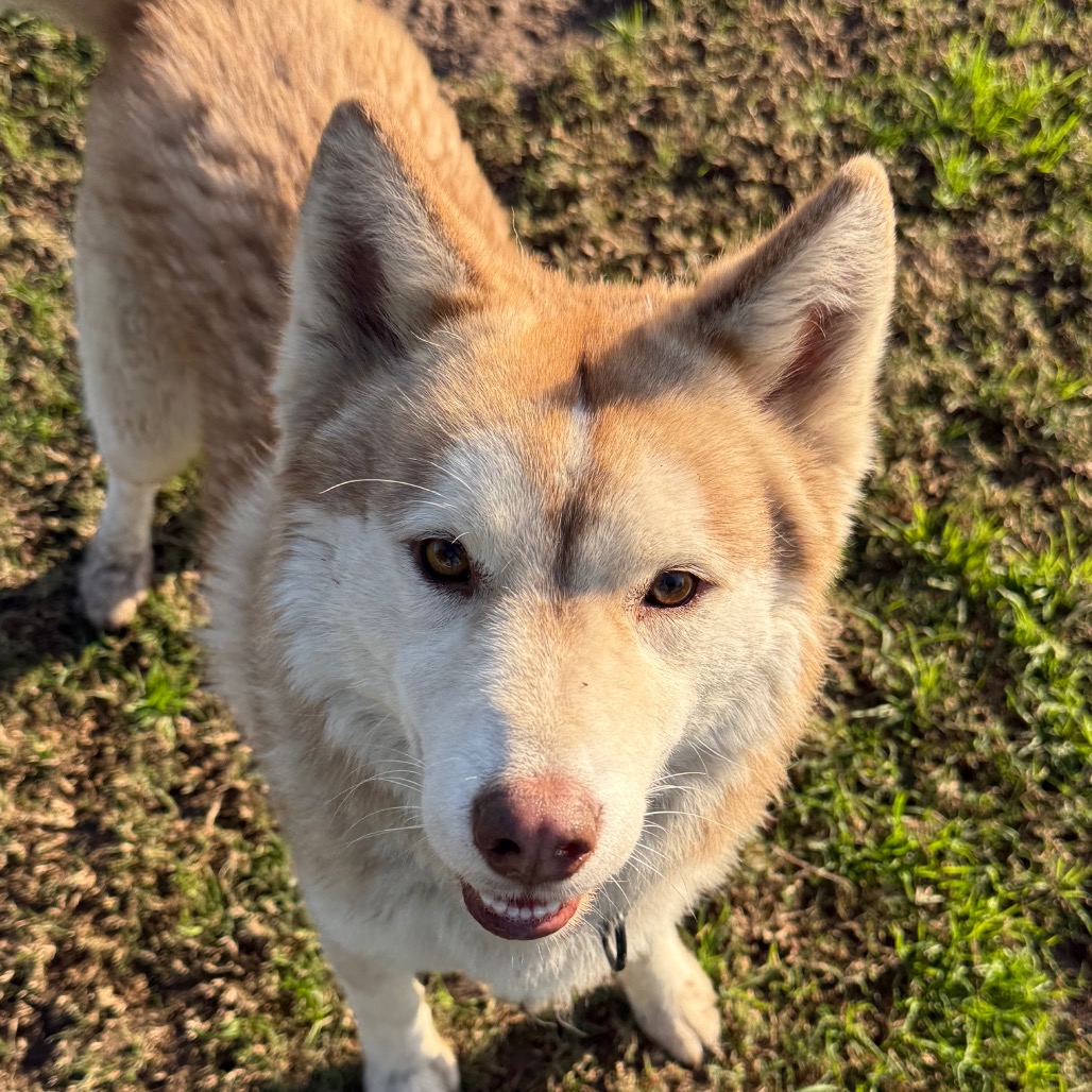 Rusty, photo 11