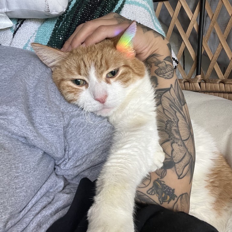 BARABBAS - Domestic Shorthair available for adoption