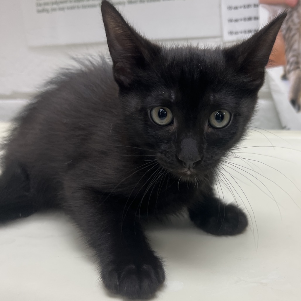 FOG - Domestic Shorthair available for adoption