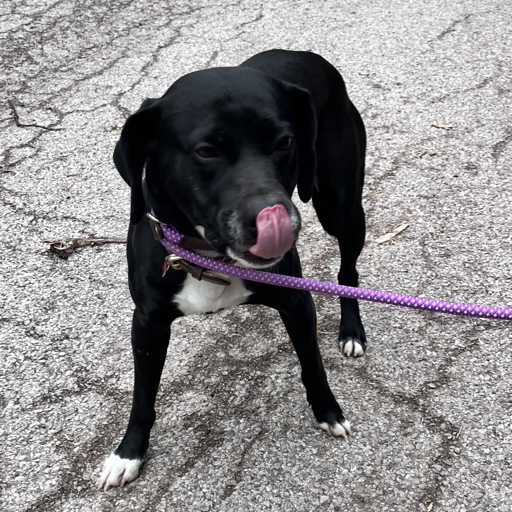 Shadow — thumbnail 2