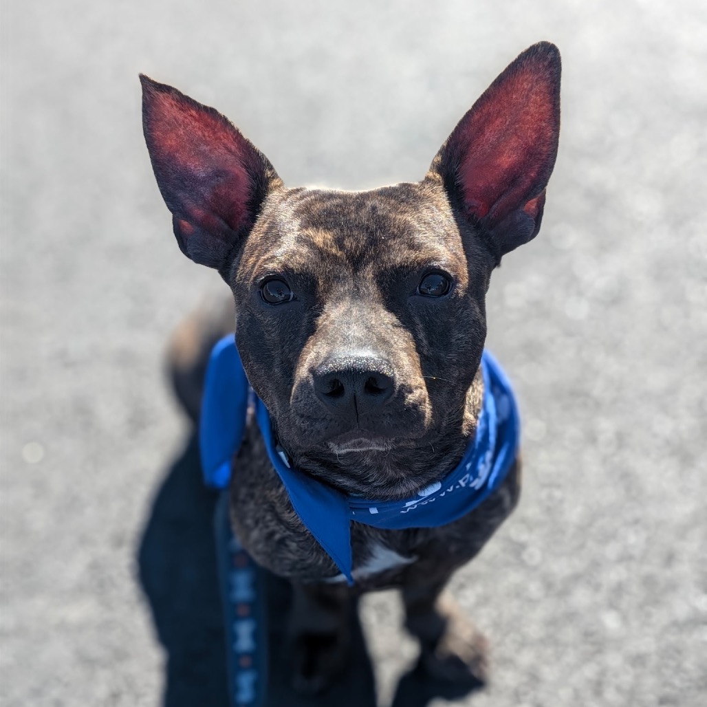 Yoda, photo 7