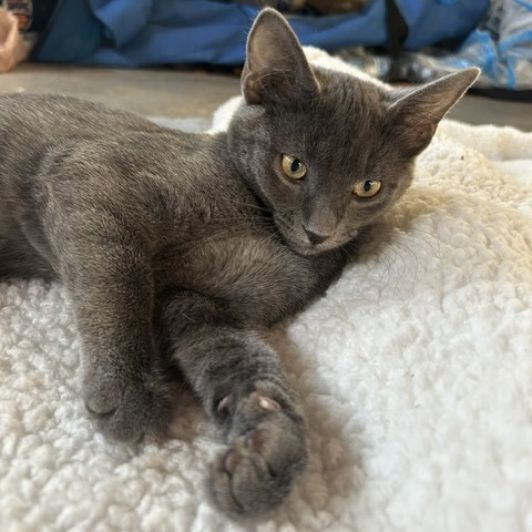 DEBBIE - Domestic Shorthair / Mix available for adoption