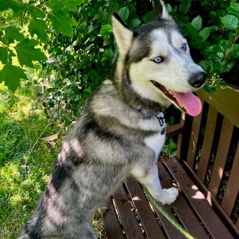 AXEL - Husky available for adoption