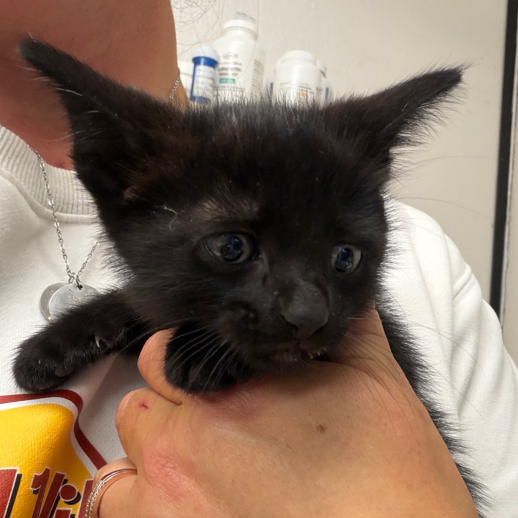Clyde, an adoptable cat at SPCA-BC
