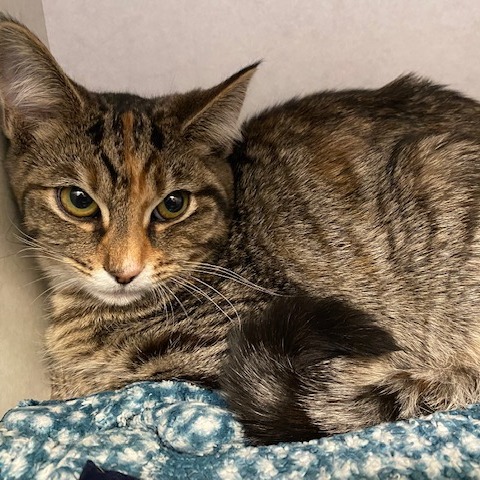 Nellie — thumbnail 2