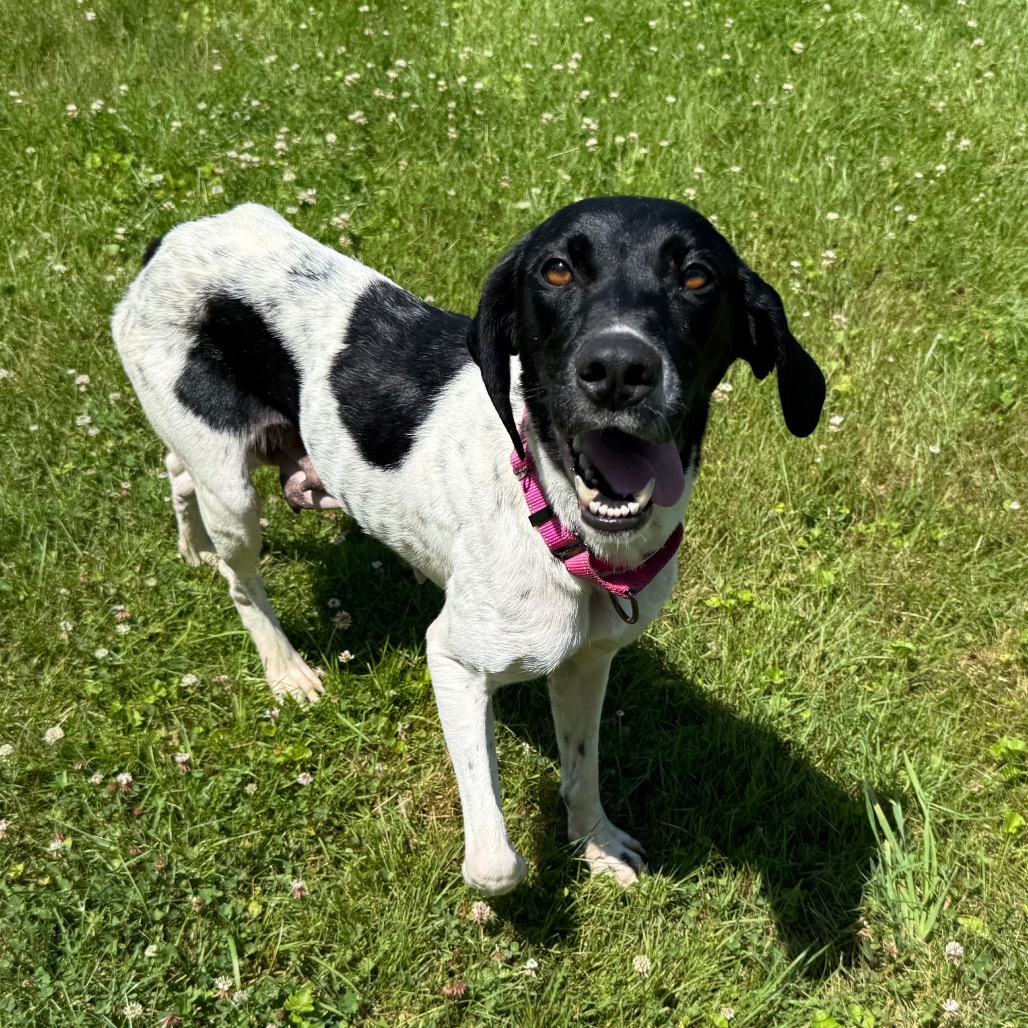 CT Taco Bella