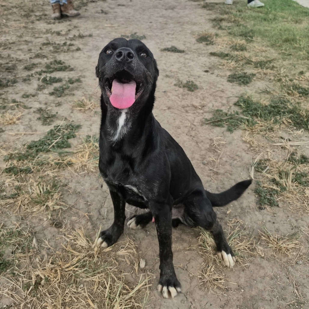 Pancho, photo 17