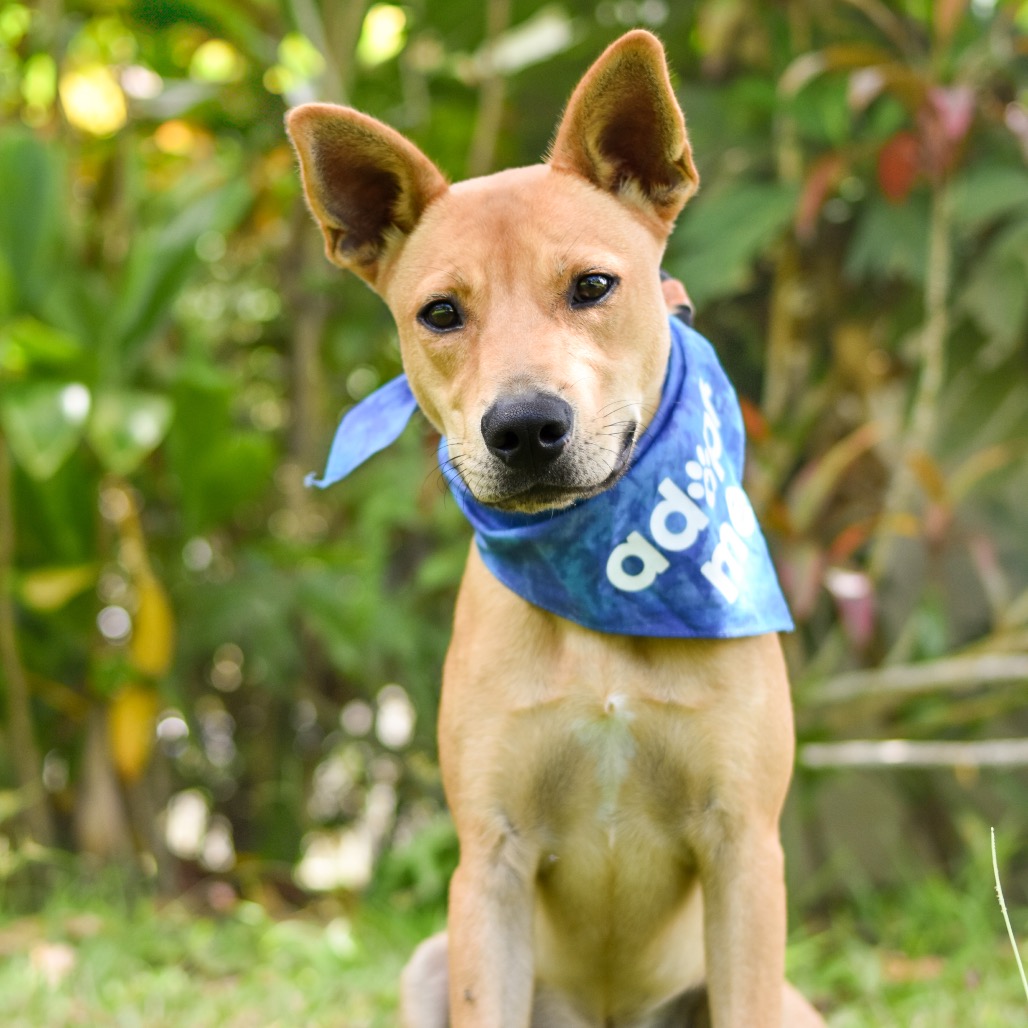 Dingo