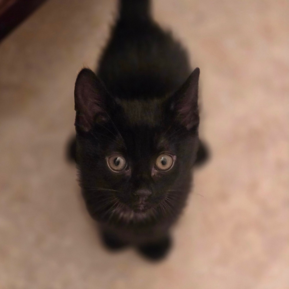 ZARUDE - Domestic Shorthair for adoption in Joliet