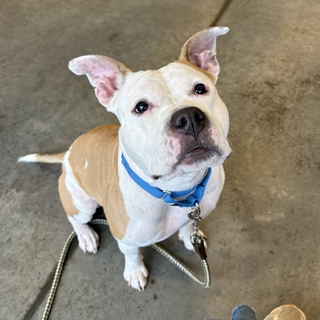 Photo of Buttercup 9