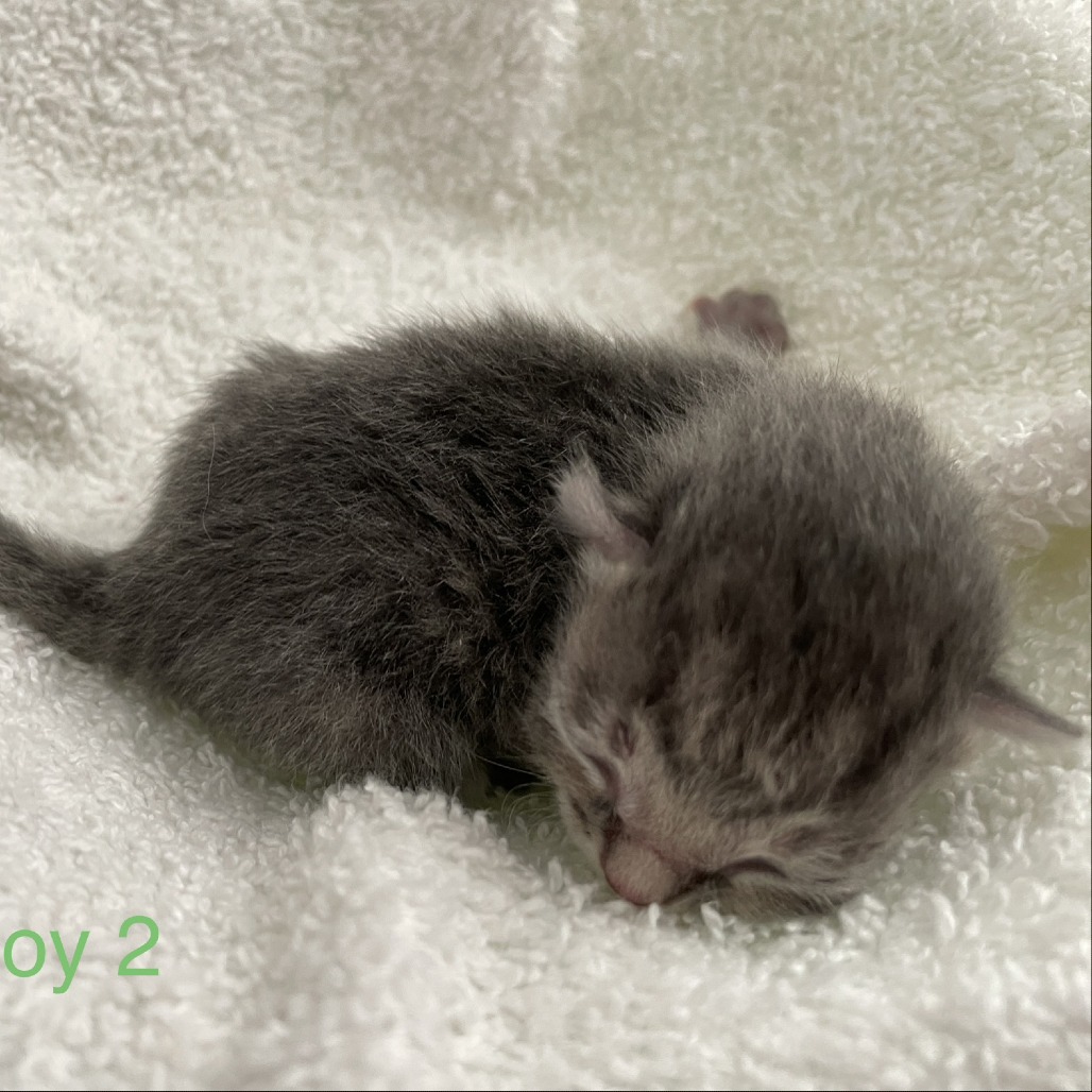 Tusc Stray 84136 2