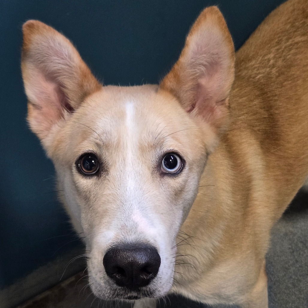 BILLY - Shepherd available for adoption
