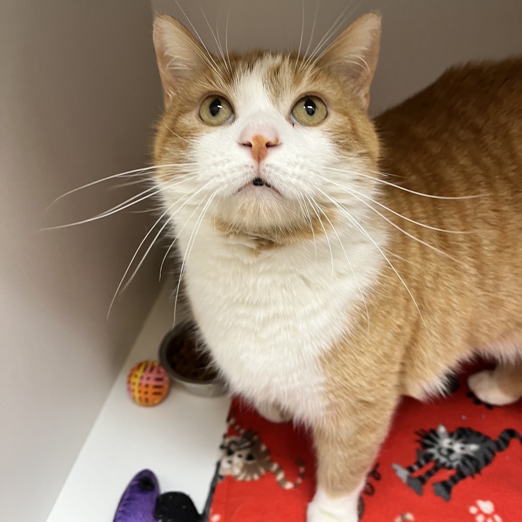 Butterscotch — thumbnail 5